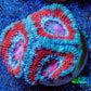Ultra Acan Coral - Micromussa Lordhowensis - Acan Frag WYSIWYG B1R3B1 Ultra Acan Coral - Micromussa Lordhowensis - Acan Frag WYSIWYG B1R3B1 LPS Coral Ultra Acan Coral - Micromussa Lordhowensis - Acan Frag WYSIWYG B1R3B1 Zeo Box Reef