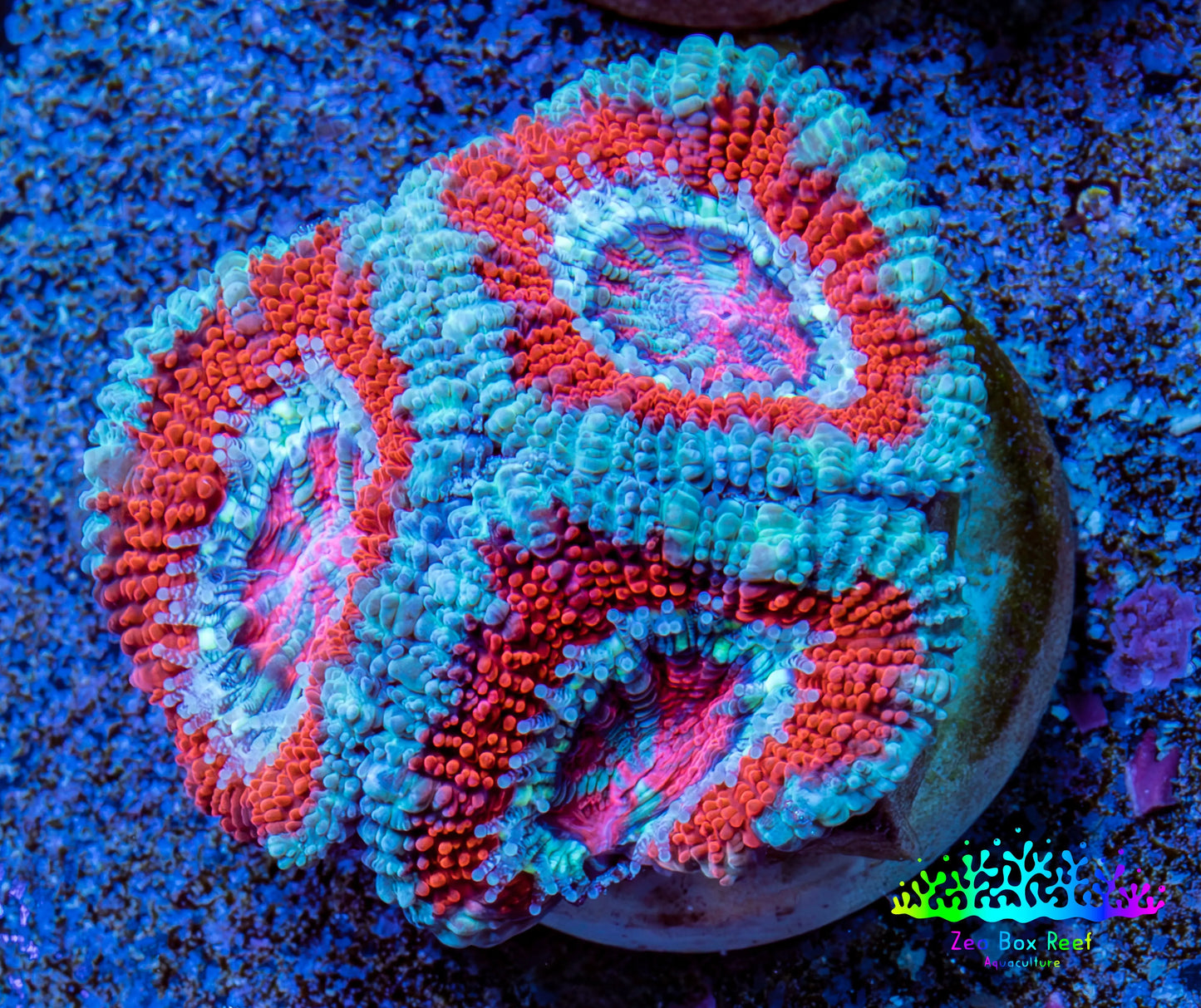 Ultra Acan Coral - Micromussa Lordhowensis - Acan Frag WYSIWYG B1R3B1 Ultra Acan Coral - Micromussa Lordhowensis - Acan Frag WYSIWYG B1R3B1 LPS Coral Ultra Acan Coral - Micromussa Lordhowensis - Acan Frag WYSIWYG B1R3B1 Zeo Box Reef