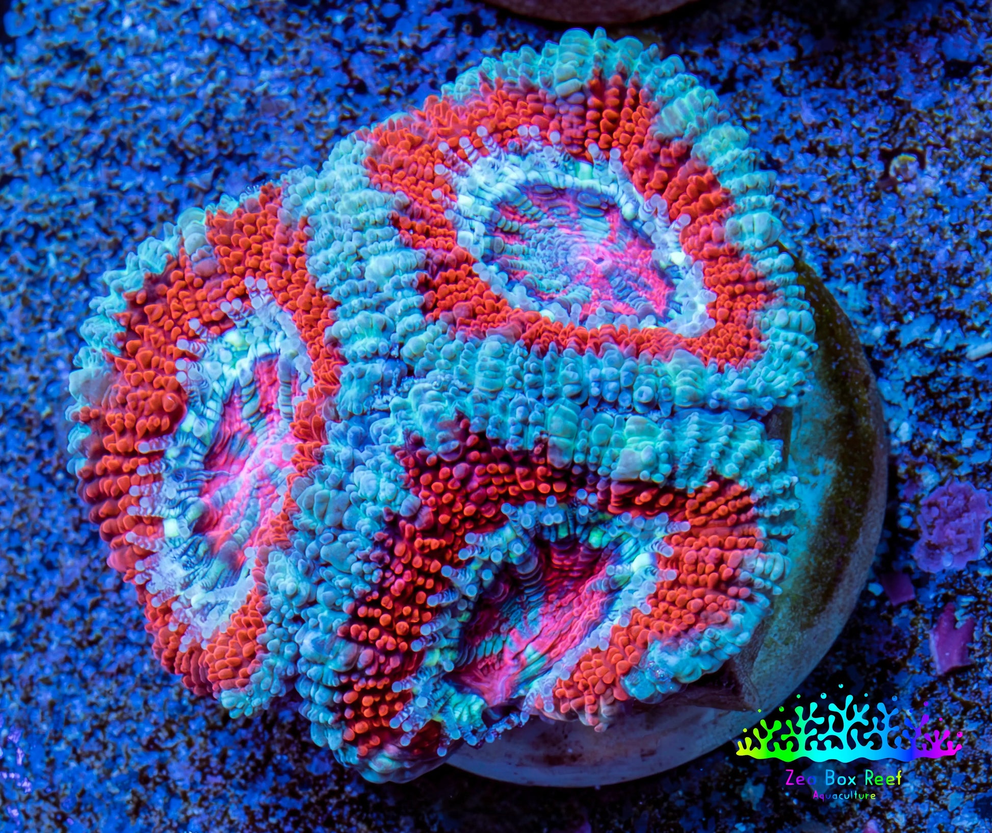 Ultra Acan Coral - Micromussa Lordhowensis - Acan Frag WYSIWYG B1R3B1 Ultra Acan Coral - Micromussa Lordhowensis - Acan Frag WYSIWYG B1R3B1 LPS Coral Ultra Acan Coral - Micromussa Lordhowensis - Acan Frag WYSIWYG B1R3B1 Zeo Box Reef