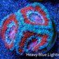 Ultra Acan Coral - Micromussa Lordhowensis - Acan Frag WYSIWYG B1R3B1 Ultra Acan Coral - Micromussa Lordhowensis - Acan Frag WYSIWYG B1R3B1 LPS Coral Ultra Acan Coral - Micromussa Lordhowensis - Acan Frag WYSIWYG B1R3B1 Zeo Box Reef