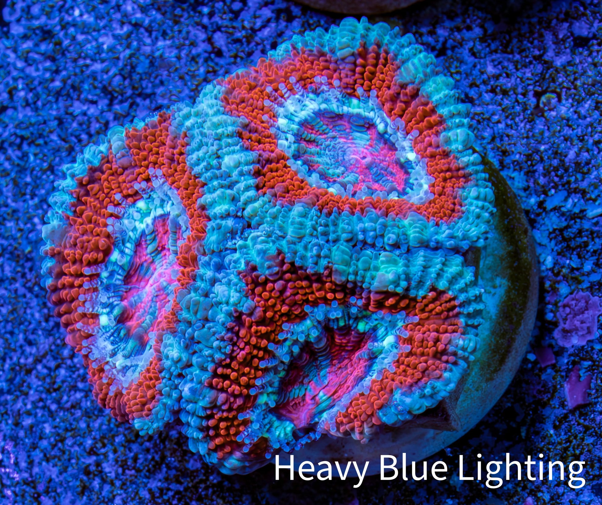 Ultra Acan Coral - Micromussa Lordhowensis - Acan Frag WYSIWYG B1R3B1 Ultra Acan Coral - Micromussa Lordhowensis - Acan Frag WYSIWYG B1R3B1 LPS Coral Ultra Acan Coral - Micromussa Lordhowensis - Acan Frag WYSIWYG B1R3B1 Zeo Box Reef