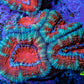 Ultra Acan Coral - Micromussa Lordhowensis - Acan Frag WYSIWYG B2R2B1 Ultra Acan Coral - Micromussa Lordhowensis - Acan Frag WYSIWYG B2R2B1 LPS Coral Ultra Acan Coral - Micromussa Lordhowensis - Acan Frag WYSIWYG B2R2B1 Zeo Box Reef