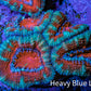 Ultra Acan Coral - Micromussa Lordhowensis - Acan Frag WYSIWYG B2R2B1 Ultra Acan Coral - Micromussa Lordhowensis - Acan Frag WYSIWYG B2R2B1 LPS Coral Ultra Acan Coral - Micromussa Lordhowensis - Acan Frag WYSIWYG B2R2B1 Zeo Box Reef