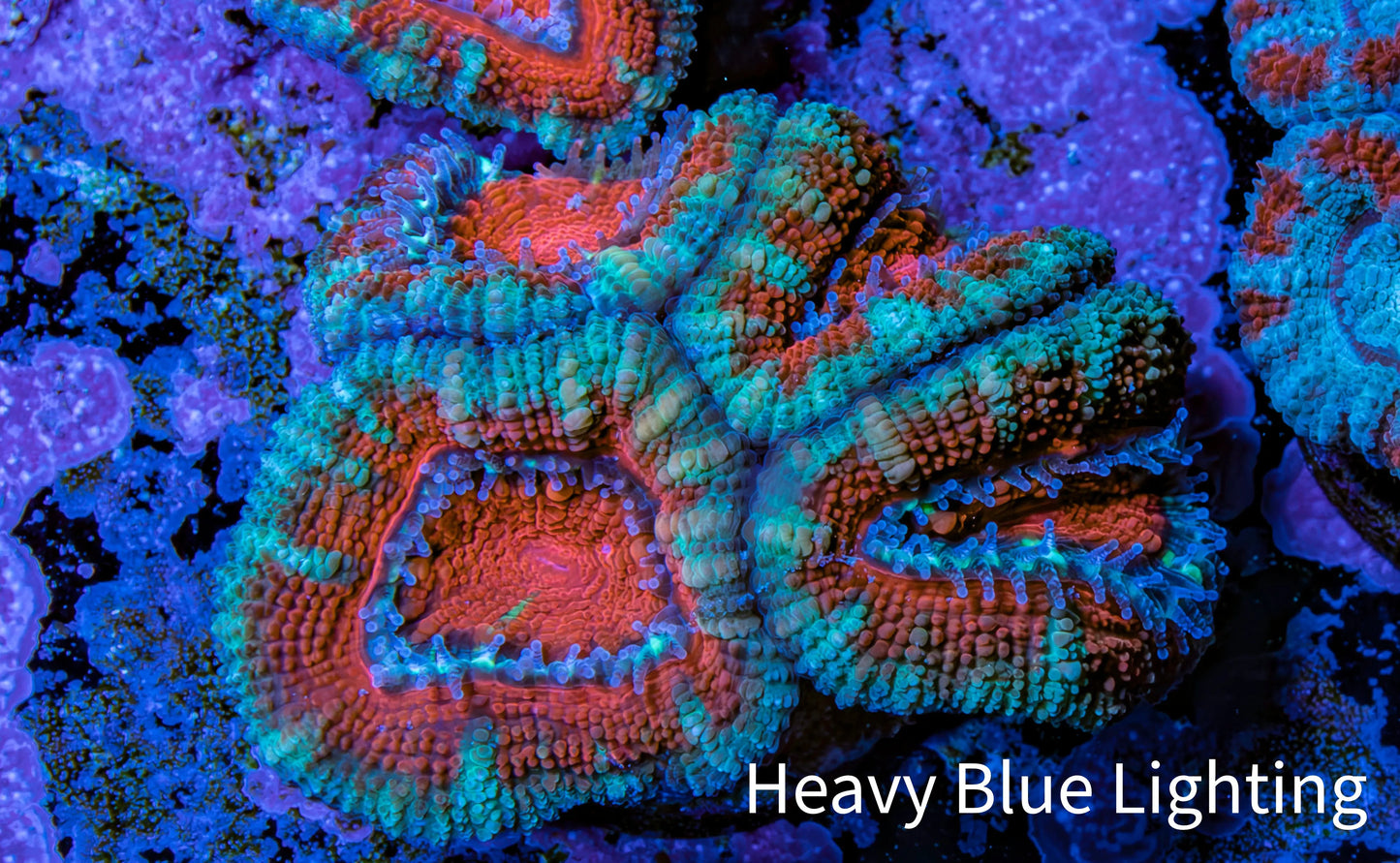 Ultra Acan Coral - Micromussa Lordhowensis - Acan Frag WYSIWYG B2R2B1 Ultra Acan Coral - Micromussa Lordhowensis - Acan Frag WYSIWYG B2R2B1 LPS Coral Ultra Acan Coral - Micromussa Lordhowensis - Acan Frag WYSIWYG B2R2B1 Zeo Box Reef