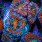 Ultra Acan Coral - Micromussa Lordhowensis - Acan Frag WYSIWYG B2R3B1 Ultra Acan Coral - Micromussa Lordhowensis - Acan Frag WYSIWYG B2R3B1 LPS Coral Ultra Acan Coral - Micromussa Lordhowensis - Acan Frag WYSIWYG B2R3B1 Zeo Box Reef