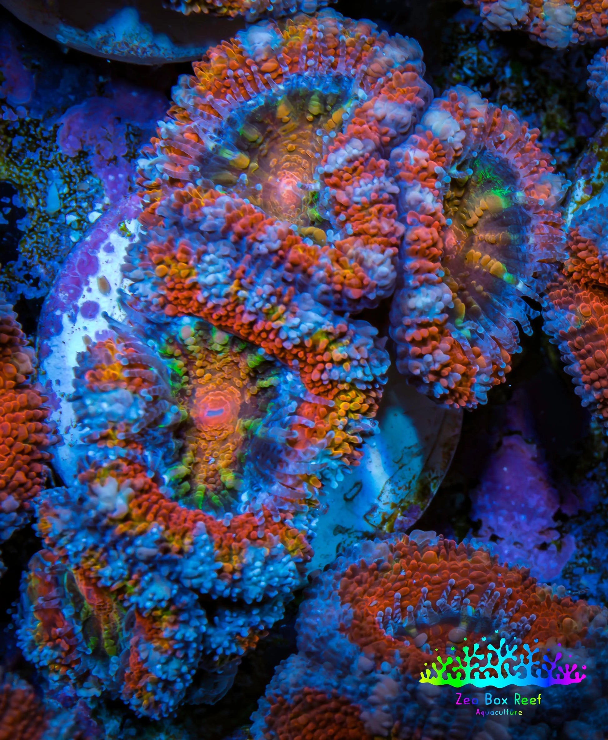 Ultra Acan Coral - Micromussa Lordhowensis - Acan Frag WYSIWYG B2R3B1 Ultra Acan Coral - Micromussa Lordhowensis - Acan Frag WYSIWYG B2R3B1 LPS Coral Ultra Acan Coral - Micromussa Lordhowensis - Acan Frag WYSIWYG B2R3B1 Zeo Box Reef
