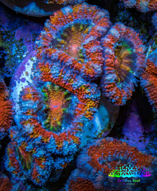 Ultra Acan Coral - Micromussa Lordhowensis - Acan Frag WYSIWYG B2R3B1 Ultra Acan Coral - Micromussa Lordhowensis - Acan Frag WYSIWYG B2R3B1 LPS Coral Ultra Acan Coral - Micromussa Lordhowensis - Acan Frag WYSIWYG B2R3B1 Zeo Box Reef