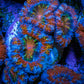 Ultra Acan Coral - Micromussa Lordhowensis - Acan Frag WYSIWYG B2R3B1 Ultra Acan Coral - Micromussa Lordhowensis - Acan Frag WYSIWYG B2R3B1 LPS Coral Ultra Acan Coral - Micromussa Lordhowensis - Acan Frag WYSIWYG B2R3B1 Zeo Box Reef