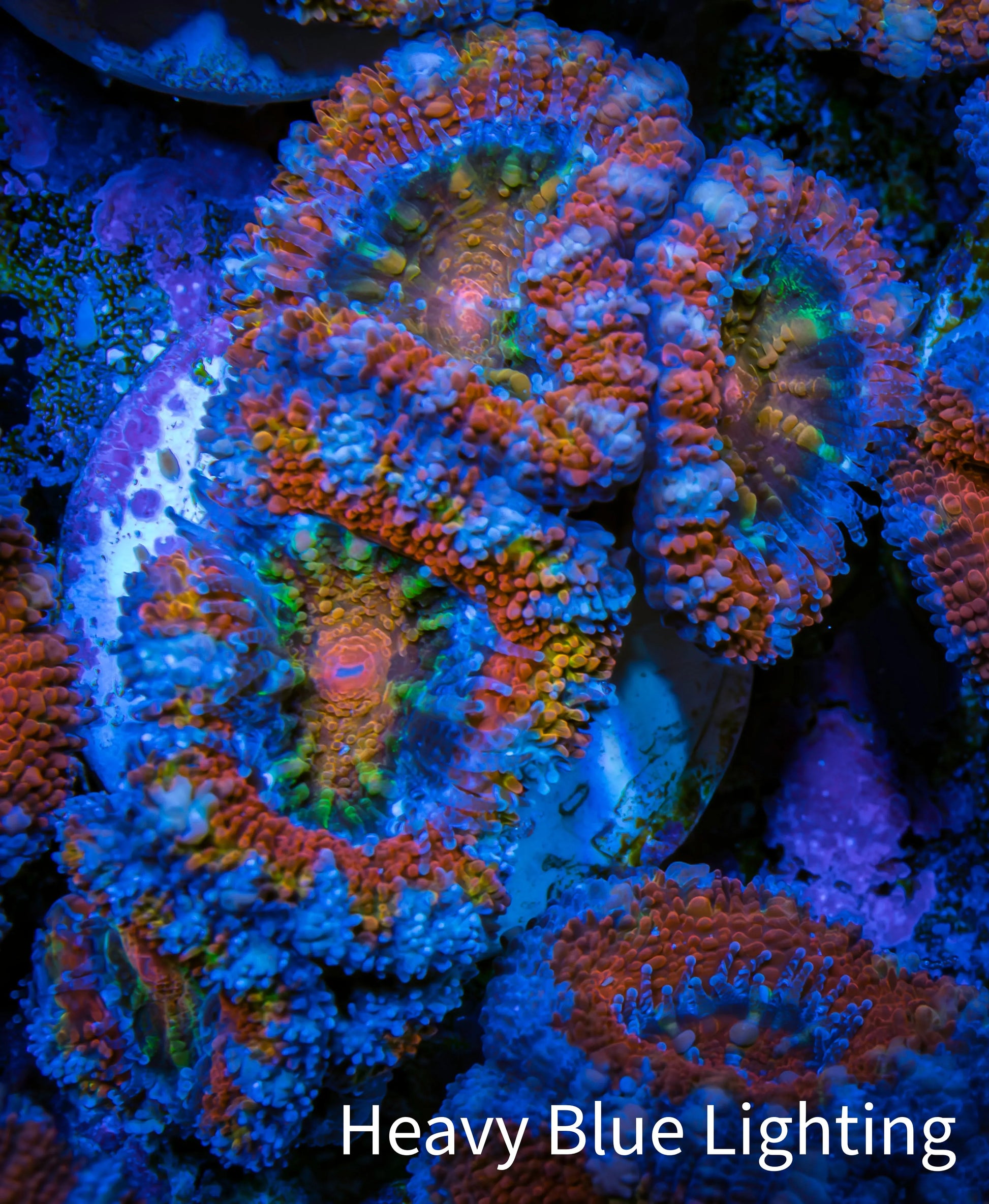 Ultra Acan Coral - Micromussa Lordhowensis - Acan Frag WYSIWYG B2R3B1 Ultra Acan Coral - Micromussa Lordhowensis - Acan Frag WYSIWYG B2R3B1 LPS Coral Ultra Acan Coral - Micromussa Lordhowensis - Acan Frag WYSIWYG B2R3B1 Zeo Box Reef