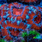 Ultra Acan Coral - Micromussa Lordhowensis - Acan Frag WYSIWYG B2R3B1 Ultra Acan Coral - Micromussa Lordhowensis - Acan Frag WYSIWYG B2R3B1 LPS Coral Ultra Acan Coral - Micromussa Lordhowensis - Acan Frag WYSIWYG B2R3B1 Zeo Box Reef