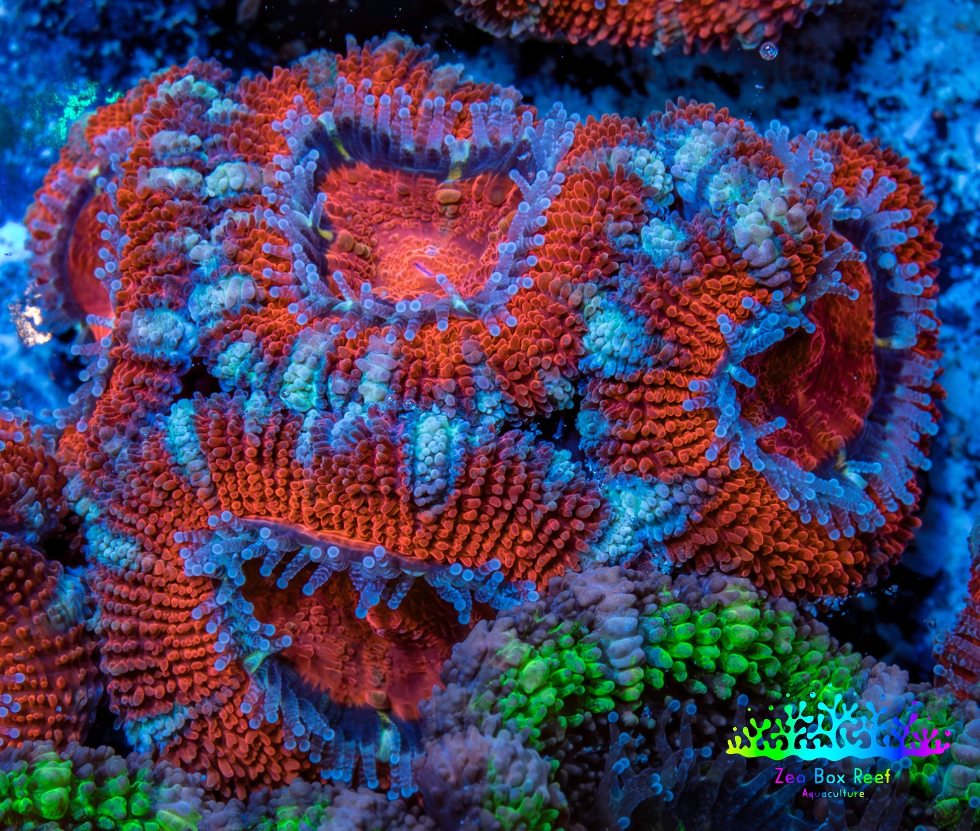Ultra Acan Coral - Micromussa Lordhowensis - Acan Frag WYSIWYG B2R3B1 Ultra Acan Coral - Micromussa Lordhowensis - Acan Frag WYSIWYG B2R3B1 LPS Coral Ultra Acan Coral - Micromussa Lordhowensis - Acan Frag WYSIWYG B2R3B1 Zeo Box Reef