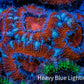 Ultra Acan Coral - Micromussa Lordhowensis - Acan Frag WYSIWYG B2R3B1 Ultra Acan Coral - Micromussa Lordhowensis - Acan Frag WYSIWYG B2R3B1 LPS Coral Ultra Acan Coral - Micromussa Lordhowensis - Acan Frag WYSIWYG B2R3B1 Zeo Box Reef