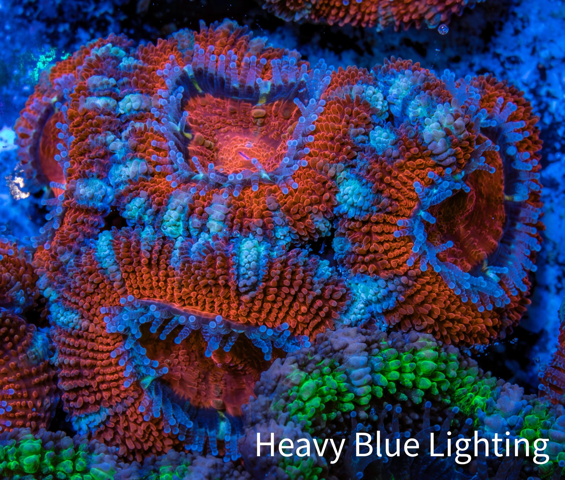 Ultra Acan Coral - Micromussa Lordhowensis - Acan Frag WYSIWYG B2R3B1 Ultra Acan Coral - Micromussa Lordhowensis - Acan Frag WYSIWYG B2R3B1 LPS Coral Ultra Acan Coral - Micromussa Lordhowensis - Acan Frag WYSIWYG B2R3B1 Zeo Box Reef