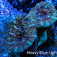 Ultra Acan Coral - Micromussa Lordhowensis - Acan Frag WYSIWYG B2R3B1 Ultra Acan Coral - Micromussa Lordhowensis - Acan Frag WYSIWYG B2R3B1 LPS Coral Ultra Acan Coral - Micromussa Lordhowensis - Acan Frag WYSIWYG B2R3B1 Zeo Box Reef