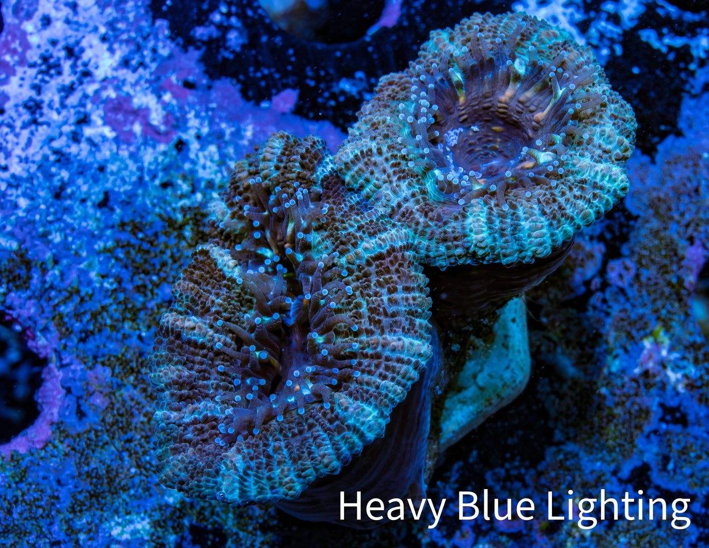 Ultra Acan Coral - Micromussa Lordhowensis - Acan Frag WYSIWYG B2R3B1 Ultra Acan Coral - Micromussa Lordhowensis - Acan Frag WYSIWYG B2R3B1 LPS Coral Ultra Acan Coral - Micromussa Lordhowensis - Acan Frag WYSIWYG B2R3B1 Zeo Box Reef