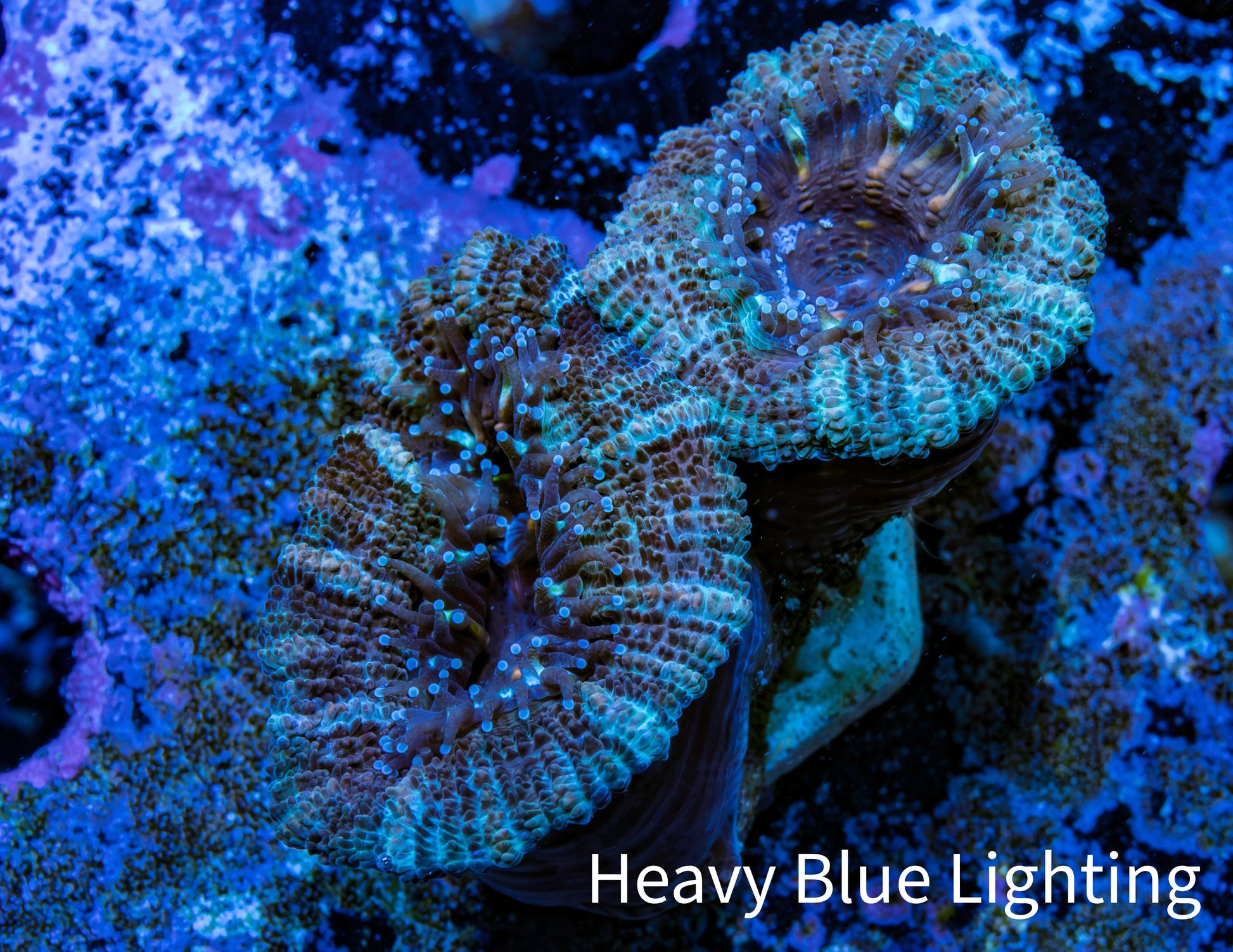 Ultra Acan Coral - Micromussa Lordhowensis - Acan Frag WYSIWYG B2R3B1 Ultra Acan Coral - Micromussa Lordhowensis - Acan Frag WYSIWYG B2R3B1 LPS Coral Ultra Acan Coral - Micromussa Lordhowensis - Acan Frag WYSIWYG B2R3B1 Zeo Box Reef