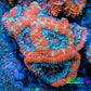 Ultra Acan Coral - Micromussa Lordhowensis - Acan Frag WYSIWYG B2R3B1 Ultra Acan Coral - Micromussa Lordhowensis - Acan Frag WYSIWYG B2R3B1 LPS Coral Ultra Acan Coral - Micromussa Lordhowensis - Acan Frag WYSIWYG B2R3B1 Zeo Box Reef