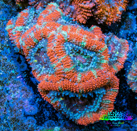 Ultra Acan Coral - Micromussa Lordhowensis - Acan Frag WYSIWYG B2R3B1 Ultra Acan Coral - Micromussa Lordhowensis - Acan Frag WYSIWYG B2R3B1 LPS Coral Ultra Acan Coral - Micromussa Lordhowensis - Acan Frag WYSIWYG B2R3B1 Zeo Box Reef