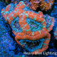 Ultra Acan Coral - Micromussa Lordhowensis - Acan Frag WYSIWYG B2R3B1 Ultra Acan Coral - Micromussa Lordhowensis - Acan Frag WYSIWYG B2R3B1 LPS Coral Ultra Acan Coral - Micromussa Lordhowensis - Acan Frag WYSIWYG B2R3B1 Zeo Box Reef