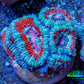 Ultra Acan Coral - Micromussa Lordhowensis - Acan Frag WYSIWYG B2R3B1 Ultra Acan Coral - Micromussa Lordhowensis - Acan Frag WYSIWYG B2R3B1 LPS Coral Ultra Acan Coral - Micromussa Lordhowensis - Acan Frag WYSIWYG B2R3B1 Zeo Box Reef