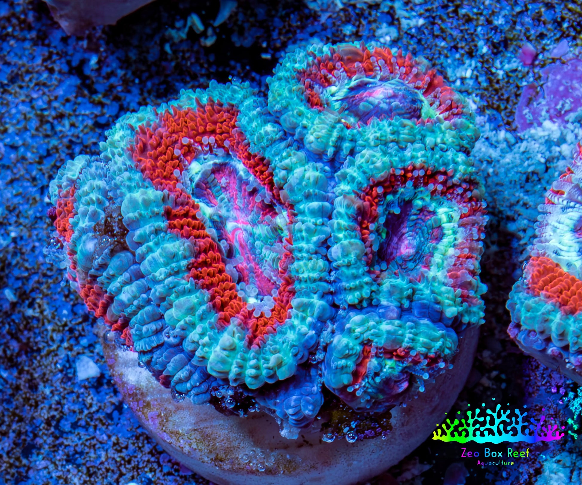 Ultra Acan Coral - Micromussa Lordhowensis - Acan Frag WYSIWYG B2R3B1 Ultra Acan Coral - Micromussa Lordhowensis - Acan Frag WYSIWYG B2R3B1 LPS Coral Ultra Acan Coral - Micromussa Lordhowensis - Acan Frag WYSIWYG B2R3B1 Zeo Box Reef