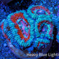 Ultra Acan Coral - Micromussa Lordhowensis - Acan Frag WYSIWYG B2R3B1 Ultra Acan Coral - Micromussa Lordhowensis - Acan Frag WYSIWYG B2R3B1 LPS Coral Ultra Acan Coral - Micromussa Lordhowensis - Acan Frag WYSIWYG B2R3B1 Zeo Box Reef