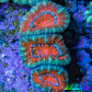 Ultra Acan Coral - Micromussa Lordhowensis - Acan Frag WYSIWYG B3R2B1 Ultra Acan Coral - Micromussa Lordhowensis - Acan Frag WYSIWYG B3R2B1 LPS Coral Ultra Acan Coral - Micromussa Lordhowensis - Acan Frag WYSIWYG B3R2B1 Zeo Box Reef