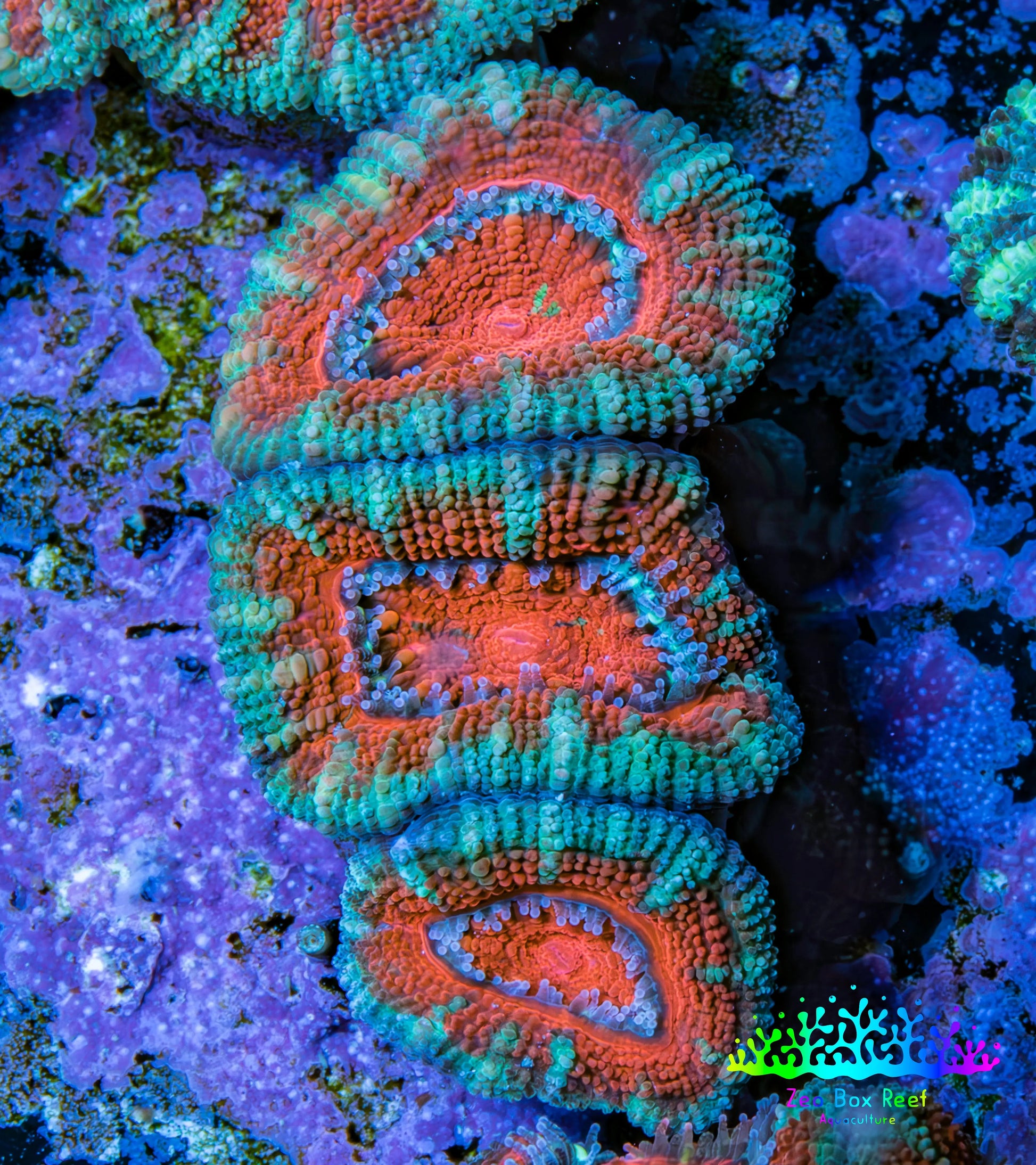 Ultra Acan Coral - Micromussa Lordhowensis - Acan Frag WYSIWYG B3R2B1 Ultra Acan Coral - Micromussa Lordhowensis - Acan Frag WYSIWYG B3R2B1 LPS Coral Ultra Acan Coral - Micromussa Lordhowensis - Acan Frag WYSIWYG B3R2B1 Zeo Box Reef