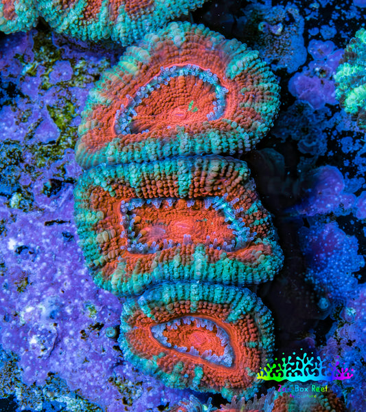 Ultra Acan Coral - Micromussa Lordhowensis - Acan Frag WYSIWYG B3R2B1 Ultra Acan Coral - Micromussa Lordhowensis - Acan Frag WYSIWYG B3R2B1 LPS Coral Ultra Acan Coral - Micromussa Lordhowensis - Acan Frag WYSIWYG B3R2B1 Zeo Box Reef