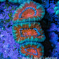 Ultra Acan Coral - Micromussa Lordhowensis - Acan Frag WYSIWYG B3R2B1 Ultra Acan Coral - Micromussa Lordhowensis - Acan Frag WYSIWYG B3R2B1 LPS Coral Ultra Acan Coral - Micromussa Lordhowensis - Acan Frag WYSIWYG B3R2B1 Zeo Box Reef