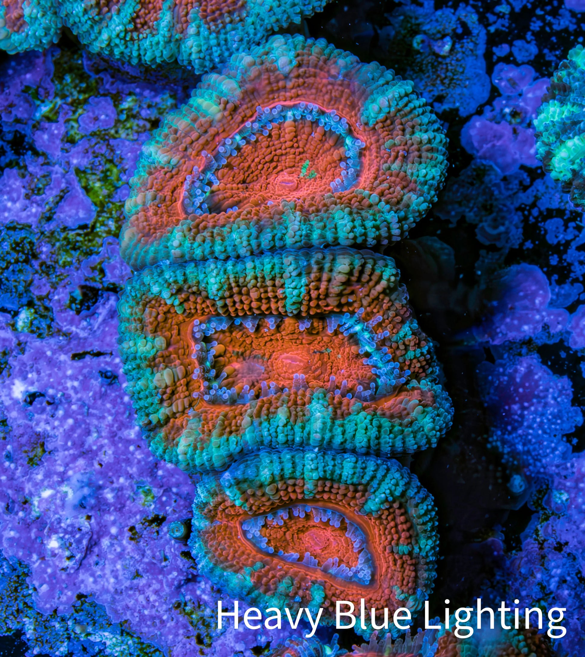 Ultra Acan Coral - Micromussa Lordhowensis - Acan Frag WYSIWYG B3R2B1 Ultra Acan Coral - Micromussa Lordhowensis - Acan Frag WYSIWYG B3R2B1 LPS Coral Ultra Acan Coral - Micromussa Lordhowensis - Acan Frag WYSIWYG B3R2B1 Zeo Box Reef