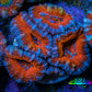 Ultra Acan Coral - Micromussa Lordhowensis - Acan Frag WYSIWYG B3R3B1 Ultra Acan Coral - Micromussa Lordhowensis - Acan Frag WYSIWYG B3R3B1 LPS Coral Ultra Acan Coral - Micromussa Lordhowensis - Acan Frag WYSIWYG B3R3B1 Zeo Box Reef