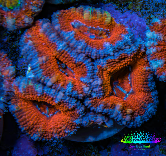 Ultra Acan Coral - Micromussa Lordhowensis - Acan Frag WYSIWYG B3R3B1 Ultra Acan Coral - Micromussa Lordhowensis - Acan Frag WYSIWYG B3R3B1 LPS Coral Ultra Acan Coral - Micromussa Lordhowensis - Acan Frag WYSIWYG B3R3B1 Zeo Box Reef