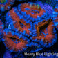 Ultra Acan Coral - Micromussa Lordhowensis - Acan Frag WYSIWYG B3R3B1 Ultra Acan Coral - Micromussa Lordhowensis - Acan Frag WYSIWYG B3R3B1 LPS Coral Ultra Acan Coral - Micromussa Lordhowensis - Acan Frag WYSIWYG B3R3B1 Zeo Box Reef