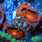 Ultra Acan Coral - Micromussa Lordhowensis - Acan Frag WYSIWYG B3R3B1 Ultra Acan Coral - Micromussa Lordhowensis - Acan Frag WYSIWYG B3R3B1 LPS Coral Ultra Acan Coral - Micromussa Lordhowensis - Acan Frag WYSIWYG B3R3B1 Zeo Box Reef