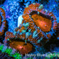 Ultra Acan Coral - Micromussa Lordhowensis - Acan Frag WYSIWYG B3R3B1 Ultra Acan Coral - Micromussa Lordhowensis - Acan Frag WYSIWYG B3R3B1 LPS Coral Ultra Acan Coral - Micromussa Lordhowensis - Acan Frag WYSIWYG B3R3B1 Zeo Box Reef
