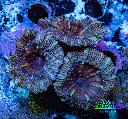 Ultra Acan Coral - Micromussa Lordhowensis - Acan Frag WYSIWYG B3R3B1 Ultra Acan Coral - Micromussa Lordhowensis - Acan Frag WYSIWYG B3R3B1 LPS Coral Ultra Acan Coral - Micromussa Lordhowensis - Acan Frag WYSIWYG B3R3B1 Zeo Box Reef