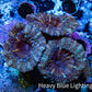 Ultra Acan Coral - Micromussa Lordhowensis - Acan Frag WYSIWYG B3R3B1 Ultra Acan Coral - Micromussa Lordhowensis - Acan Frag WYSIWYG B3R3B1 LPS Coral Ultra Acan Coral - Micromussa Lordhowensis - Acan Frag WYSIWYG B3R3B1 Zeo Box Reef