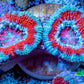 Ultra Acan Coral - Micromussa Lordhowensis - Acan Frag WYSIWYG B3R3B1 Ultra Acan Coral - Micromussa Lordhowensis - Acan Frag WYSIWYG B3R3B1 LPS Coral Ultra Acan Coral - Micromussa Lordhowensis - Acan Frag WYSIWYG B3R3B1 Zeo Box Reef