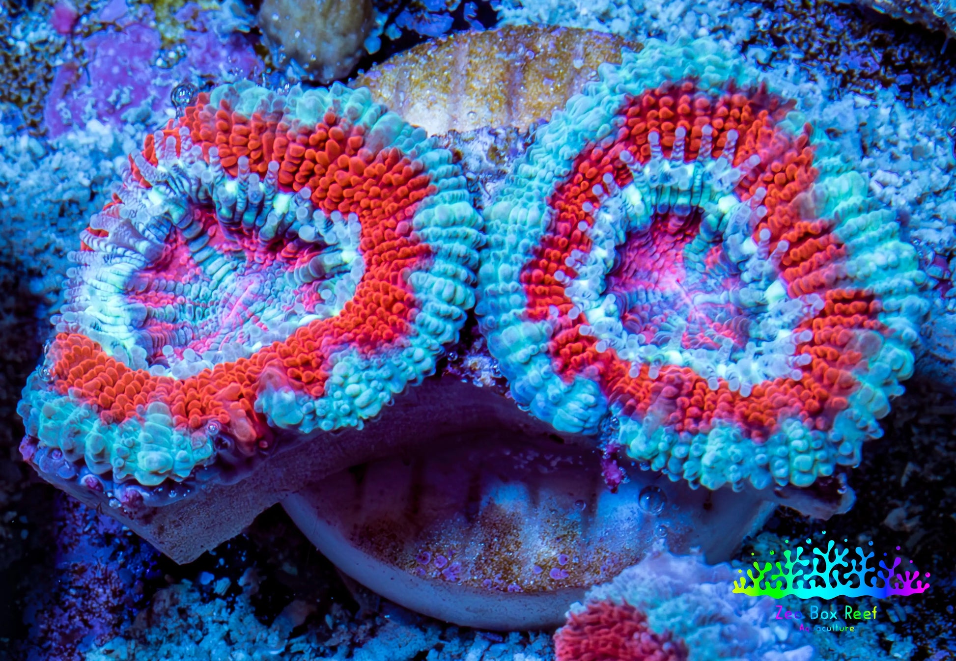 Ultra Acan Coral - Micromussa Lordhowensis - Acan Frag WYSIWYG B3R3B1 Ultra Acan Coral - Micromussa Lordhowensis - Acan Frag WYSIWYG B3R3B1 LPS Coral Ultra Acan Coral - Micromussa Lordhowensis - Acan Frag WYSIWYG B3R3B1 Zeo Box Reef