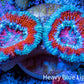 Ultra Acan Coral - Micromussa Lordhowensis - Acan Frag WYSIWYG B3R3B1 Ultra Acan Coral - Micromussa Lordhowensis - Acan Frag WYSIWYG B3R3B1 LPS Coral Ultra Acan Coral - Micromussa Lordhowensis - Acan Frag WYSIWYG B3R3B1 Zeo Box Reef