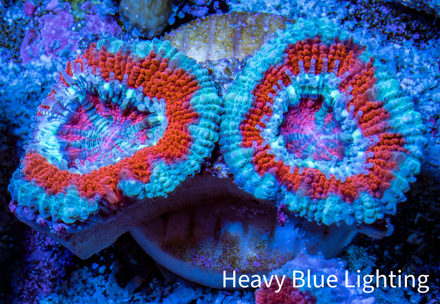 Ultra Acan Coral - Micromussa Lordhowensis - Acan Frag WYSIWYG B3R3B1 Ultra Acan Coral - Micromussa Lordhowensis - Acan Frag WYSIWYG B3R3B1 LPS Coral Ultra Acan Coral - Micromussa Lordhowensis - Acan Frag WYSIWYG B3R3B1 Zeo Box Reef