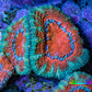 Ultra Acan Coral - Micromussa Lordhowensis - Acan Frag WYSIWYG B4R2B1 Ultra Acan Coral - Micromussa Lordhowensis - Acan Frag WYSIWYG B4R2B1 LPS Coral Ultra Acan Coral - Micromussa Lordhowensis - Acan Frag WYSIWYG B4R2B1 Zeo Box Reef