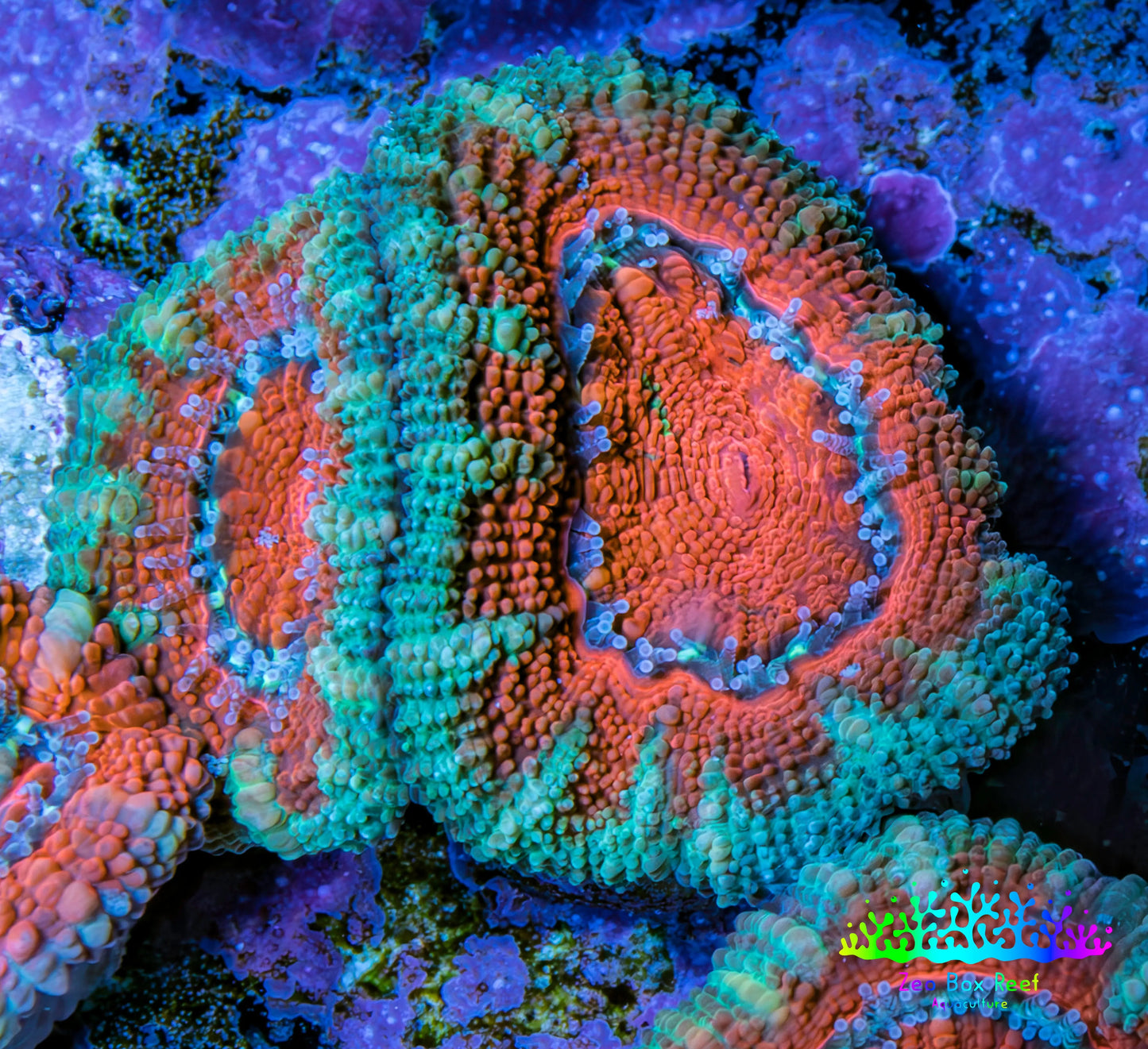 Ultra Acan Coral - Micromussa Lordhowensis - Acan Frag WYSIWYG B4R2B1 Ultra Acan Coral - Micromussa Lordhowensis - Acan Frag WYSIWYG B4R2B1 LPS Coral Ultra Acan Coral - Micromussa Lordhowensis - Acan Frag WYSIWYG B4R2B1 Zeo Box Reef
