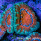 Ultra Acan Coral - Micromussa Lordhowensis - Acan Frag WYSIWYG B4R2B1 Ultra Acan Coral - Micromussa Lordhowensis - Acan Frag WYSIWYG B4R2B1 LPS Coral Ultra Acan Coral - Micromussa Lordhowensis - Acan Frag WYSIWYG B4R2B1 Zeo Box Reef