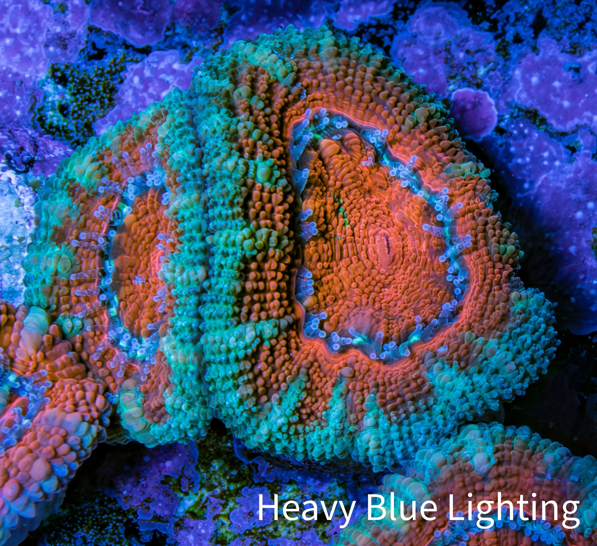 Ultra Acan Coral - Micromussa Lordhowensis - Acan Frag WYSIWYG B4R2B1 Ultra Acan Coral - Micromussa Lordhowensis - Acan Frag WYSIWYG B4R2B1 LPS Coral Ultra Acan Coral - Micromussa Lordhowensis - Acan Frag WYSIWYG B4R2B1 Zeo Box Reef