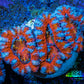Ultra Acan Coral - Micromussa Lordhowensis - Acan Frag WYSIWYG B4R3B1 Ultra Acan Coral - Micromussa Lordhowensis - Acan Frag WYSIWYG B4R3B1 LPS Coral Ultra Acan Coral - Micromussa Lordhowensis - Acan Frag WYSIWYG B4R3B1 Zeo Box Reef