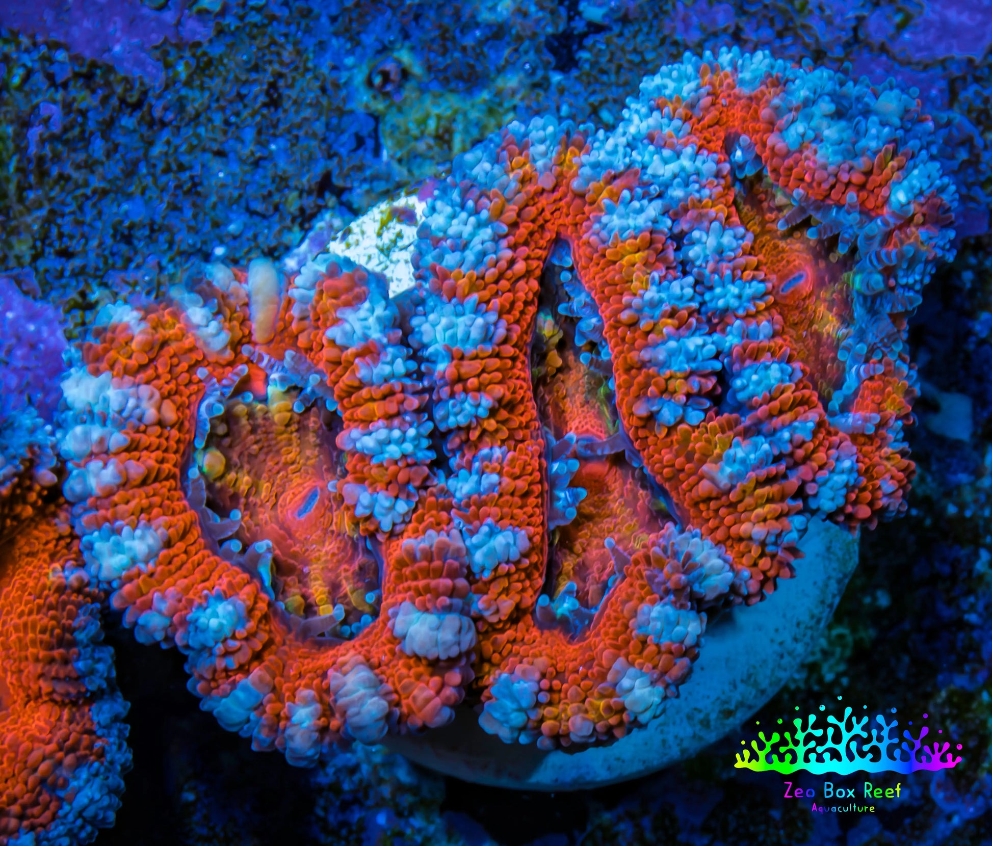 Ultra Acan Coral - Micromussa Lordhowensis - Acan Frag WYSIWYG B4R3B1 Ultra Acan Coral - Micromussa Lordhowensis - Acan Frag WYSIWYG B4R3B1 LPS Coral Ultra Acan Coral - Micromussa Lordhowensis - Acan Frag WYSIWYG B4R3B1 Zeo Box Reef