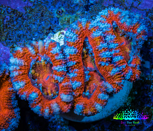 Ultra Acan Coral - Micromussa Lordhowensis - Acan Frag WYSIWYG B4R3B1 Ultra Acan Coral - Micromussa Lordhowensis - Acan Frag WYSIWYG B4R3B1 LPS Coral Ultra Acan Coral - Micromussa Lordhowensis - Acan Frag WYSIWYG B4R3B1 Zeo Box Reef