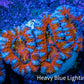Ultra Acan Coral - Micromussa Lordhowensis - Acan Frag WYSIWYG B4R3B1 Ultra Acan Coral - Micromussa Lordhowensis - Acan Frag WYSIWYG B4R3B1 LPS Coral Ultra Acan Coral - Micromussa Lordhowensis - Acan Frag WYSIWYG B4R3B1 Zeo Box Reef